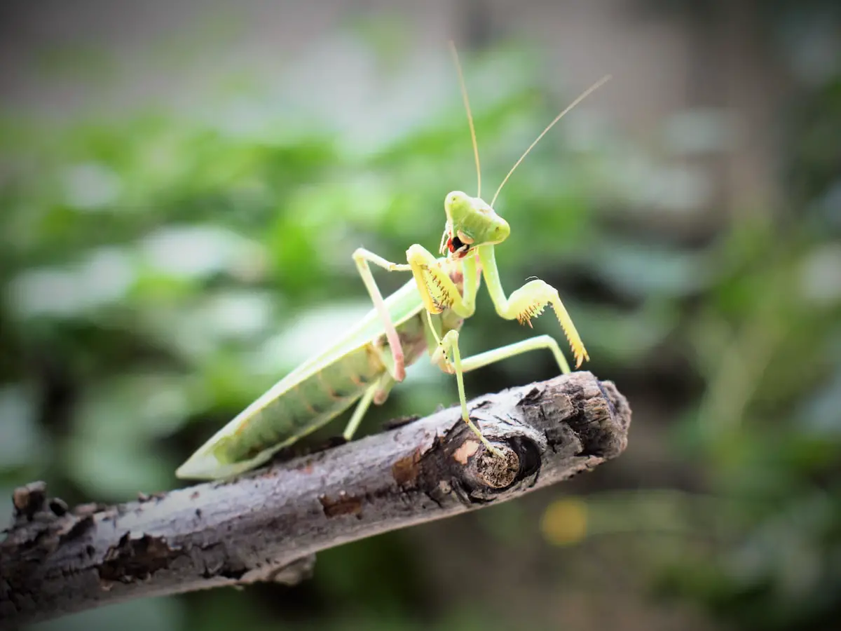 green mantis on branch