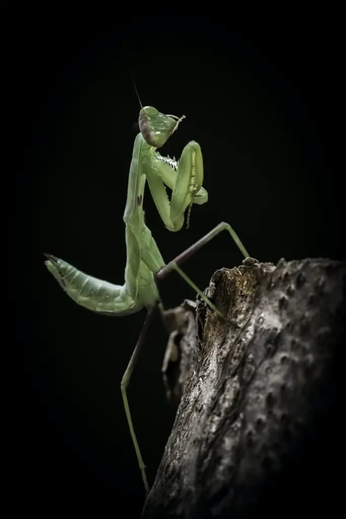 green praying mantis on gray wooden stick