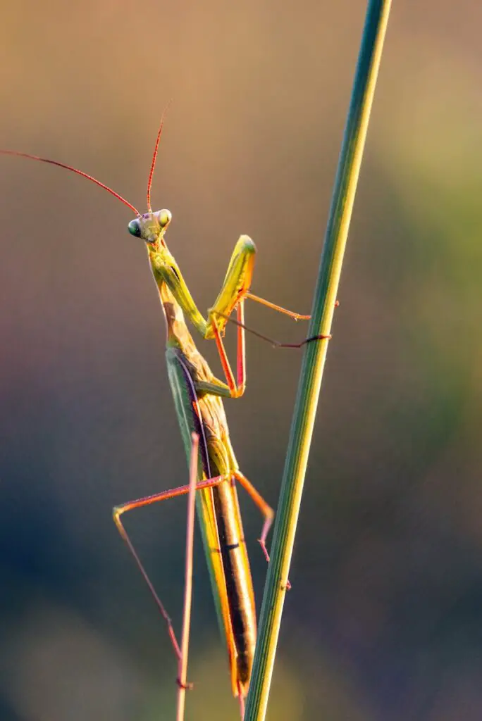 green praying mantis on brown stick in close up photography during daytime